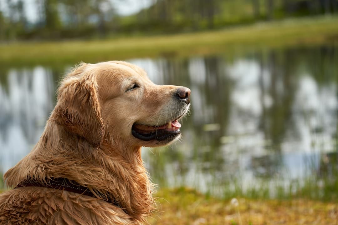 Happy golden retriever outdoors